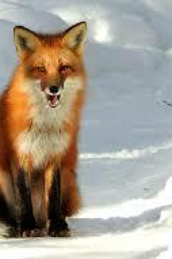 Capa de fox hunt(unity)